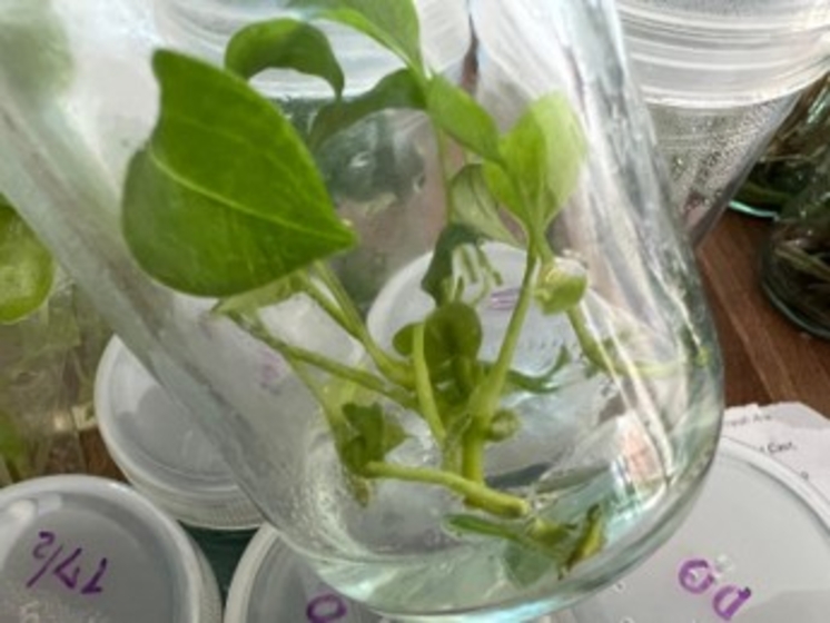 pinnatum SP-Bali (Hanumann)